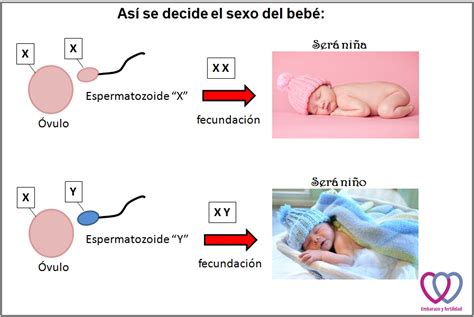 Análisis de la placenta: Conoce el sexo del bebé con el método。